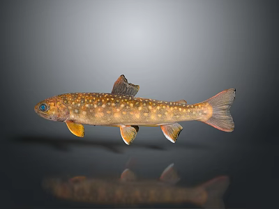 Catfish Carp Sturgeon Bass Freshwater Fish Various Carp Grass Carp Crucian Carp 3d model