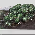 Cactus Bonsai Potted Plants With Various Sizes Decorative Stones And Small Greenery