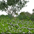 Crops with Lush Green Leaves and White Stems Surrounded by Trees Under Blue Sky