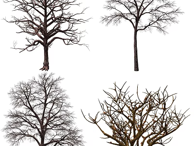 Multiple Leafless Trees With Various Branch Shapes Isolated On White Background 3d model