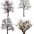 Multiple Leafless Trees With Various Branch Shapes Isolated On White Background