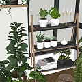 Stylish Indoor Bonsai Potted Plants Display With Shelves And Various Greenery