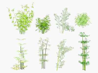 Different Bamboo Types Showcasing Diverse Leaf Shapes and Varying Plant Heights 3d model