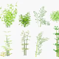 Different Bamboo Types Showcasing Diverse Leaf Shapes and Varying Plant Heights