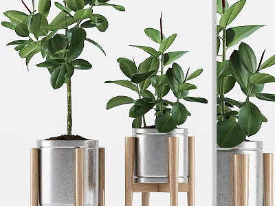Stylish Decorative Plant Ornament Set With Green Potted Plants Metal Pots And Wooden Stands 3d model