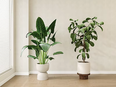 Indoor Potted Plants with Large Leaves and Bushy Branches in White Pots on Wooden Floor 3d model