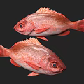 Two Vibrant Red Aquatic Fish With Distinct Fins And Shiny Scales