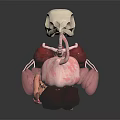 Detailed 3D Anatomical Model Of Animal Internal Organs With Skeletal Structure And Blood Vessels