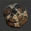 Realistic Coiled Snake With Open Mouth And Brown Beige Scales