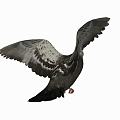 Modern pigeon animal pigeon 3d model