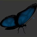 Vibrant Blue Butterfly With Black Edged Wings On Gradient Gray Background