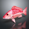 Red Aquatic Fish With Red Scales Fins Black Eyes On Dark Background With Reflection