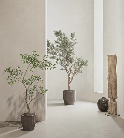 Minimalist Interior Bonsai Potted Plants With Olive Tree And Green Foliage In Gray Ceramic Pots 3d model