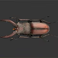 Stag Beetle With Red And Dark Shell And Long Antlers On Dark Background
