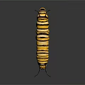Yellow and Black Striped Caterpillar With Antennae on Shiny Surface