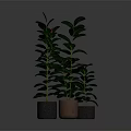 Green Potted Plants With Different Heights On Gray Background And Colored Pots