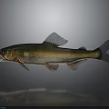 Realistic Golden Silver Fish with Open Mouth on Gray Background and Reflection
