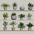 Indoor Decorative Potted Plants Arranged On Wooden Shelves With Various Green Foliage