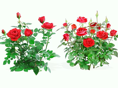 Two Bouquets Of Red Roses With Vibrant Green Leaves And Fresh Stems 3d model