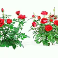 Two Bouquets Of Red Roses With Vibrant Green Leaves And Fresh Stems