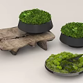 Bonsai Potted Plants With Wooden Base Black Pots And Green Moss Decor