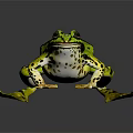 Green Frog With Black Spots Large Eyes And Detailed Paws On Dark Background