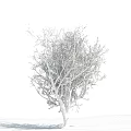 Barren Tree with Thin Branches Against Blue Sky and White Clouds 3d model