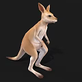 Realistic Kangaroo 3D Model in Standing Pose with Light Brown White Fur and Black Background