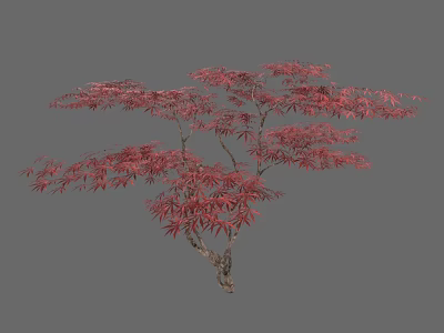 Elegant Red Leaf Arbor With Vibrant Foliage And Graceful Branches 3d model