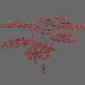 Elegant Red Leaf Arbor With Vibrant Foliage And Graceful Branches
