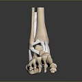 Detailed Human Foot Skeleton Model Medical Device for Anatomy Education