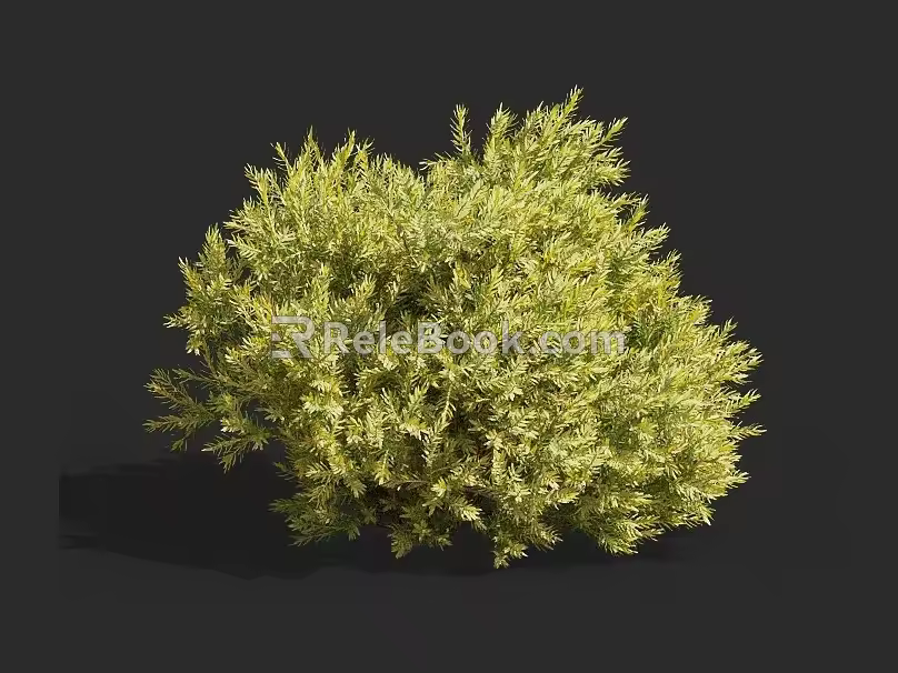 cypress pine cypress pine shrub hedge pruning tree landscaping ornamental plants courtyard tree 3d model