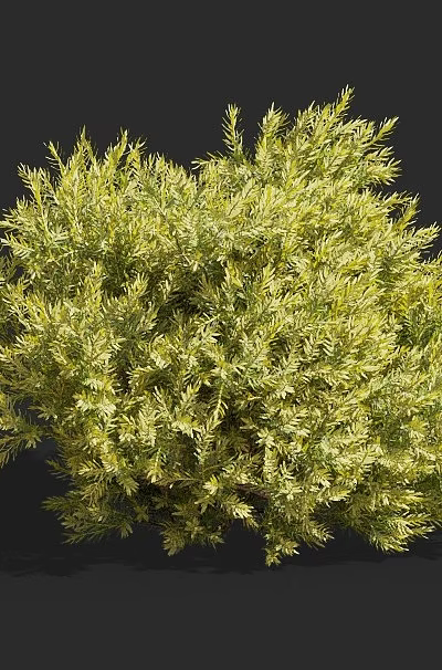 Lush Green Shrub with Vibrant Foliage and Dense Branch Growth for Garden Landscaping 3d model