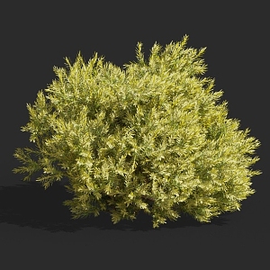 cypress pine cypress pine shrub hedge pruning tree landscaping ornamental plants courtyard tree 3d model