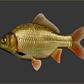 Shiny Golden Goldfish With Red Fins And Tail On Gray Background
