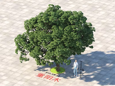 Chongyang Tree Standing 5 Meters Tall on Paved Ground with Person Nearby 3d model
