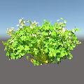 Lush Green Clover Plants With Fresh Leaves And Small White Flowers