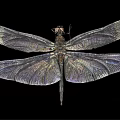 modern dragonfly 3d model