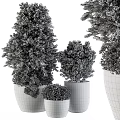 Lush Green Garden Decorative Plants With Various Sizes And Gray Planters