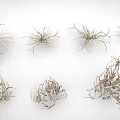 Assorted Small Air Plants With Slender Leaves And Diverse Forms For Indoor Decor