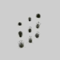 Collection of Various Green Shrubs With White Feathery Blooms on Black Background