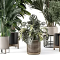Indoor Decorative Potted Plants With Various Green Foliage And Different Pots