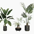 Indoor Decorative Potted Plants With Large Green Leaves And Black Pots