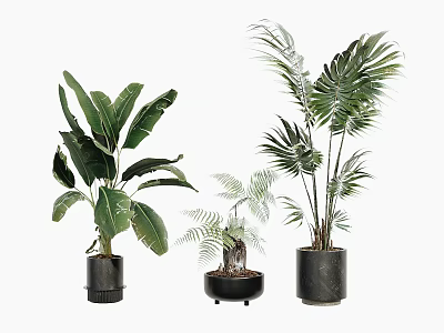Indoor Decorative Potted Plants With Large Green Leaves And Black Pots 3d model