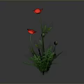 Red Poppy Flowers With Two Blooms Green Leaves And Stems On Gray Background