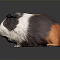 Children With Cute Brown White Black Guinea Pig As Playful Pet Friend