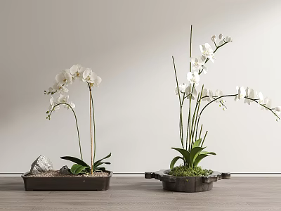 Two elegant white orchid bonsai plants in decorative pots on wooden floor with light background 3d model