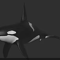 Black And White Orca Whale In Swimming Pose Realistic 3D Rendering Marine Animal Character