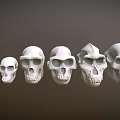 3D Rendered Multiple Human Skulls Arranged in a Line Against Gray Background