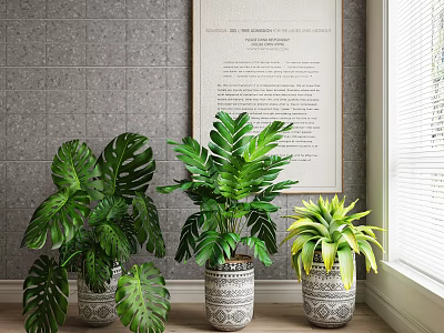 Indoor Potted Plants With Large Green Leaves In Decorative Ceramic Pots For Home Decoration 3d model